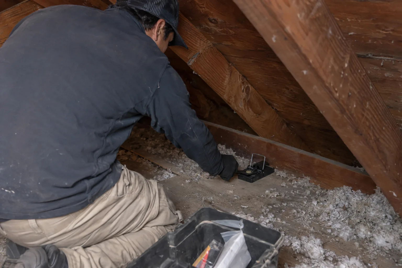 Technician placing a rodent trap along an attic wall